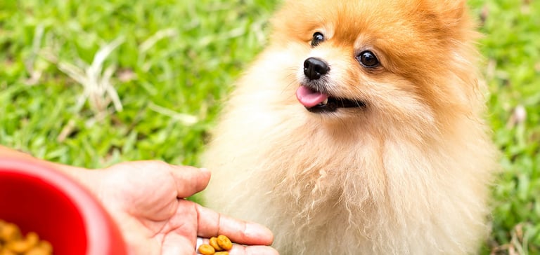 A Pomeranian sitting for a treat.