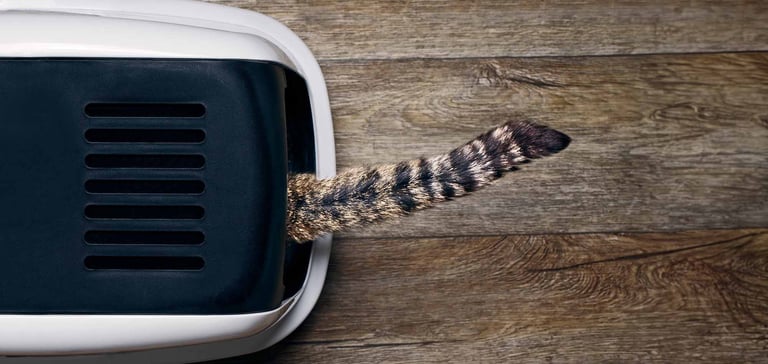 A Cat Using a Litter Box