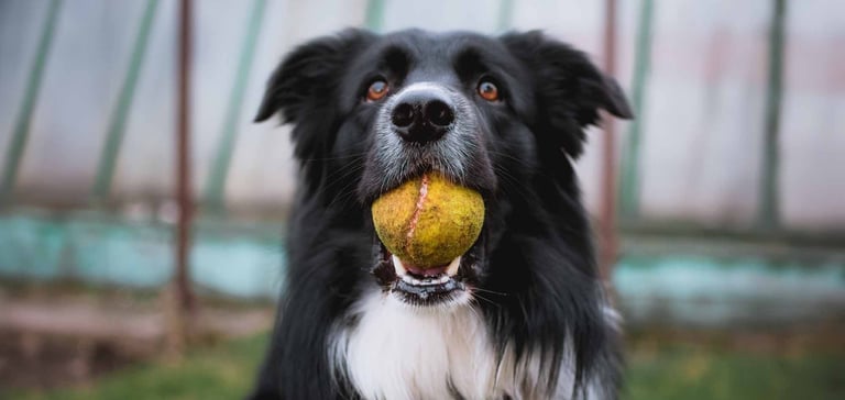close up of border collie with yellow tennis ball in mouth