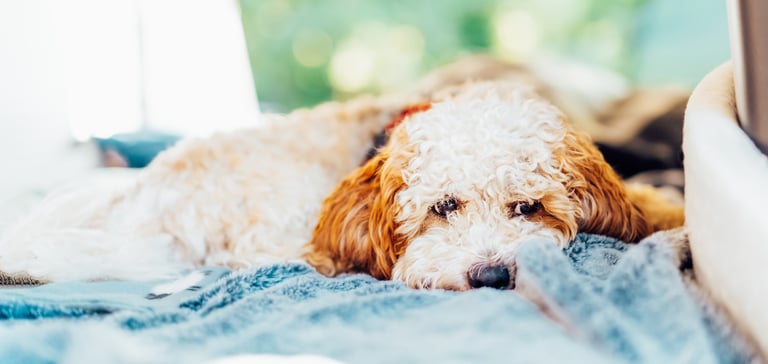 A cream-coloured Cockapoo laying down on a blue blanket.