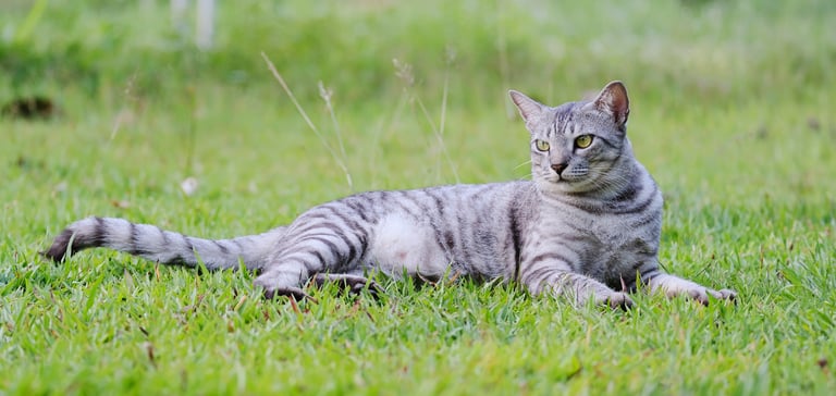 Large grey cat lying on grass