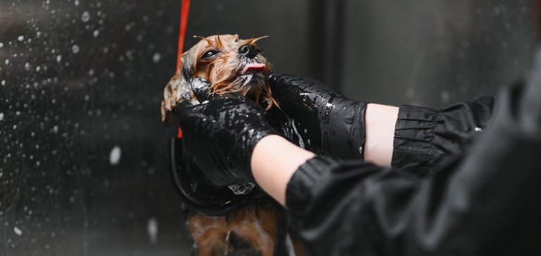 A puppy being bathed by a groomer.
