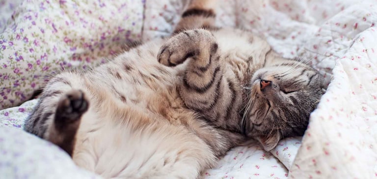 cat sleeping on back