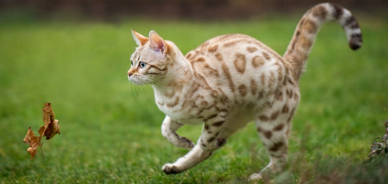 a bengal cat chasing a leaf outdoors