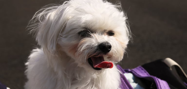 Little white dog with tongue out