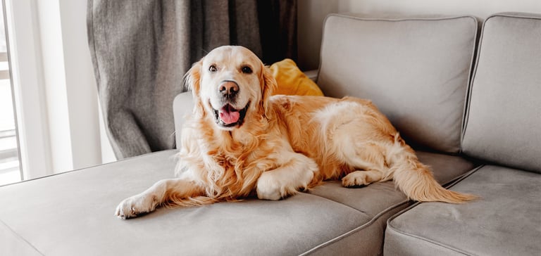 A golden retriever laying down on a sofa.