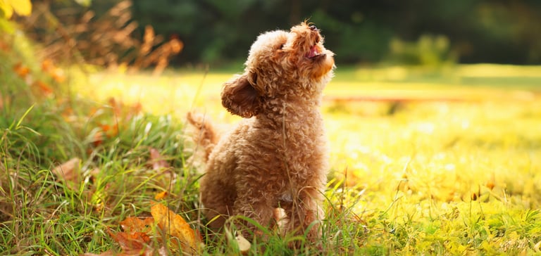 My experience: real poodle cases and lessons learned