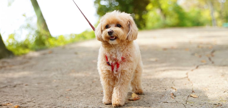 A beige coloured Maltipoo on an outdoor walk.