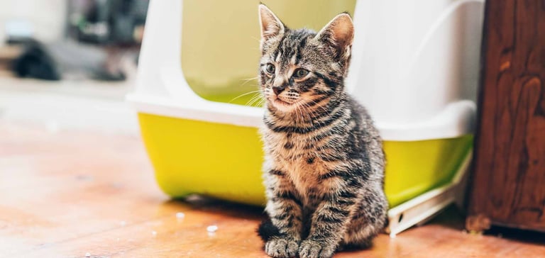 A kitten sitting outside a litter box