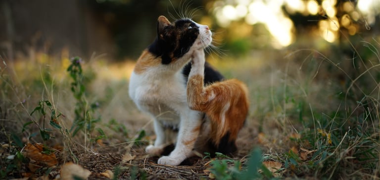 A cat sitting outdoors and itching his chin.
