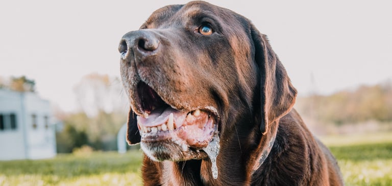 A big brown dog foaming at the mouth.