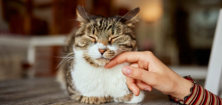 A cat in a loaf position being stroked on the cheek.