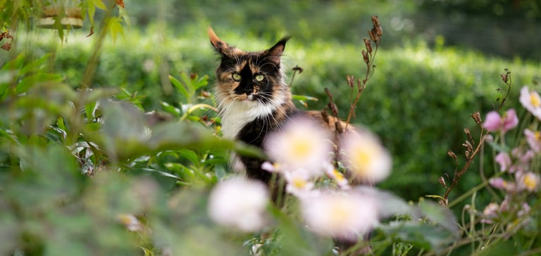 A fluffy cat peeking out behind a flower.