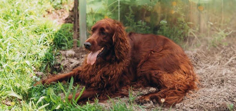 Red setter lying on ground with tongue out