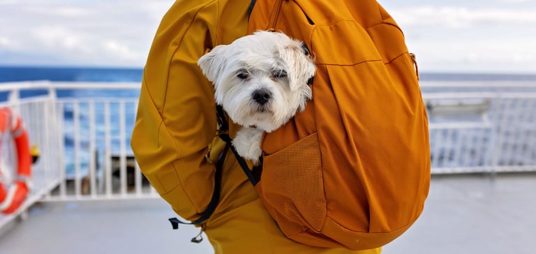 A white dog in a yellow backpack on a ship.