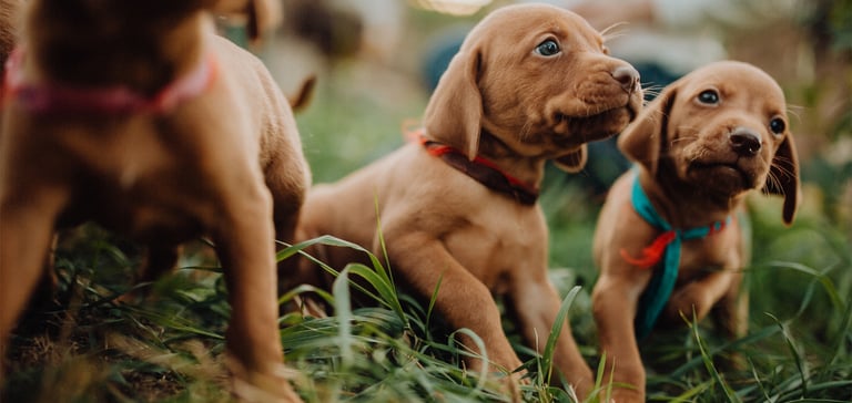 A close up image of 3 puppies laying on grass