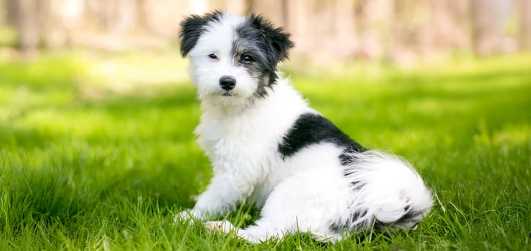black and white maltipoo