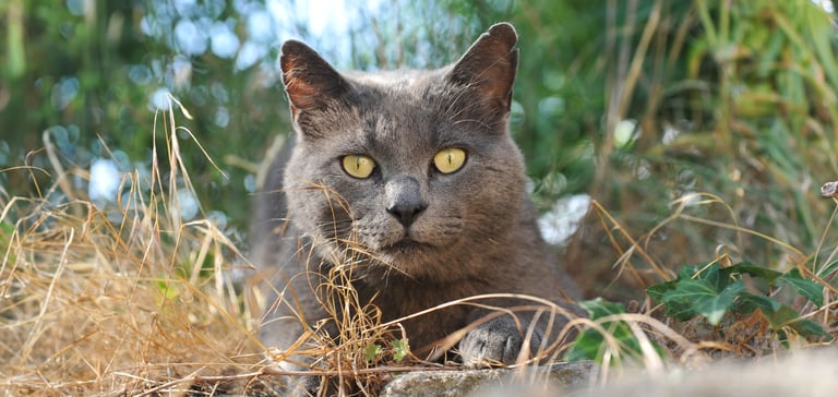 Grey Chartreux cat lying on grass staring into camera