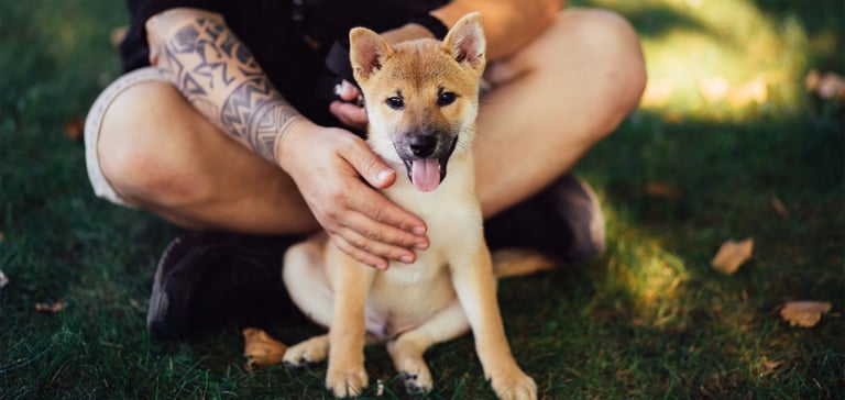 Puppy sitting in front of owner on the grass