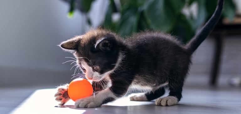 a black kitten playing with an orange ball