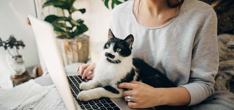 A cat and a woman looking at a laptop