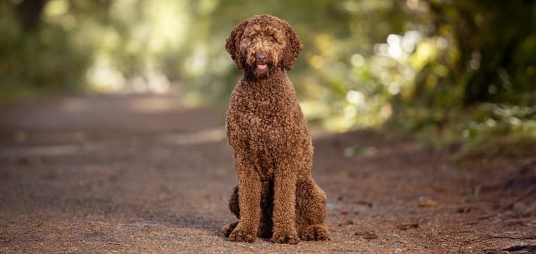 Portrait of brown labradoodle dog in forest.