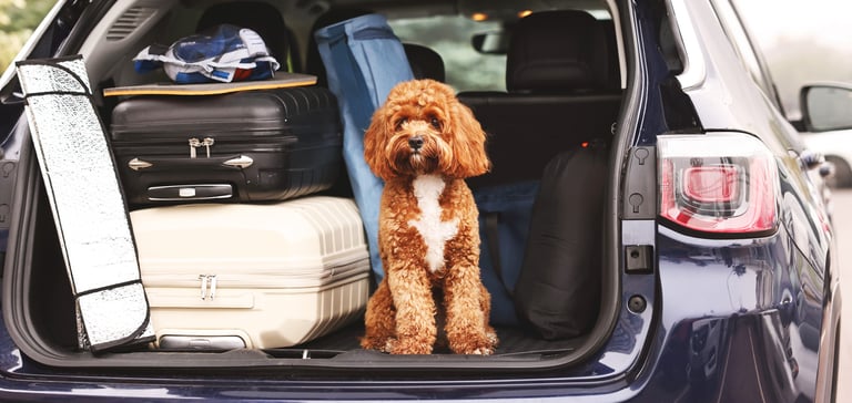 A Cavapoo sitting in a car boot.