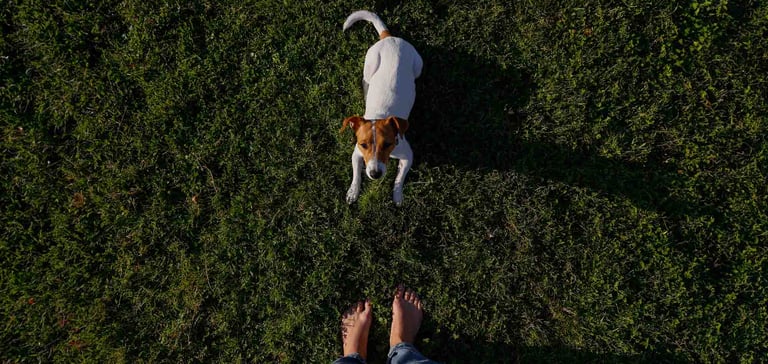 A dog looking up at its trainer