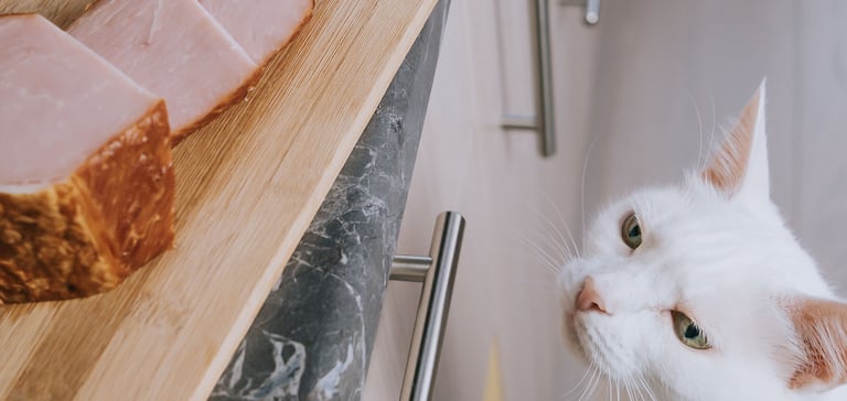 white cat looking up at ham on kitchen counter