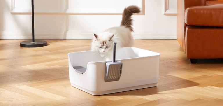 a cat in his living room looking into his litter box