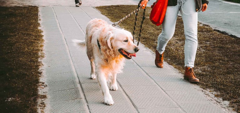 A dog being trained on a leash
