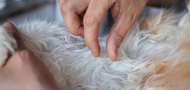 an owner looking closely at their pets skin tag