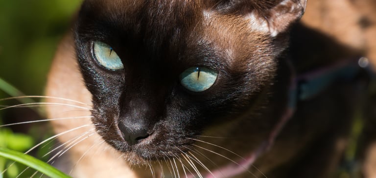 Close up of Tonkinese cat's face sitting in the sunshine