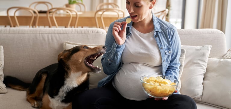 A dog laying on a couch trying to steal crisps from his pregnant owner.