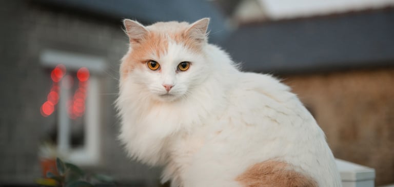White and orange Turkish Angora cat sitting on table outside