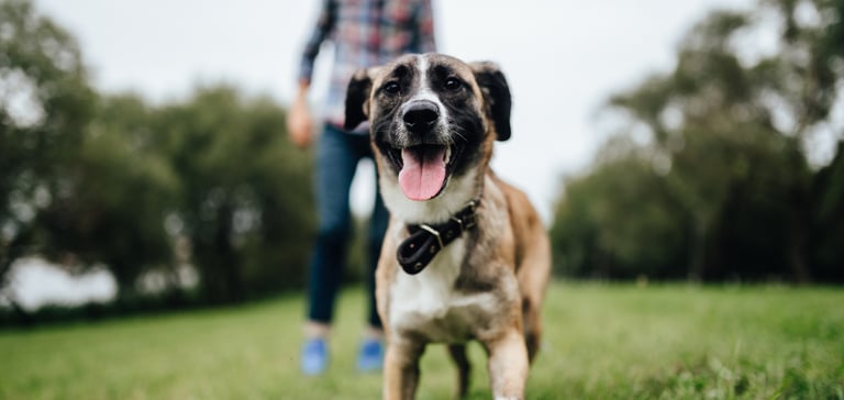 a dog standing on grass, his owner stands behind him but is out of focus 