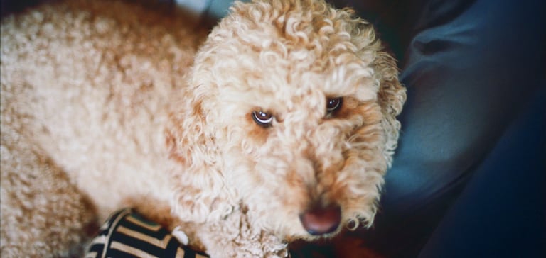 A labradoodle looking upwards.