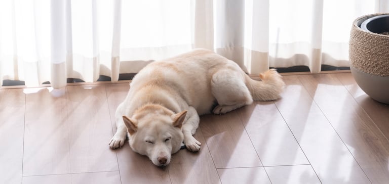 A white Shiba Inu sleeping on laminate flooring.