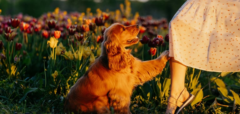 A dog putting their paw on their owners leg.