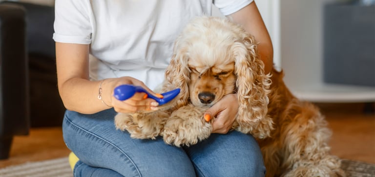 Golden show cocker spaniel being groomed by owner