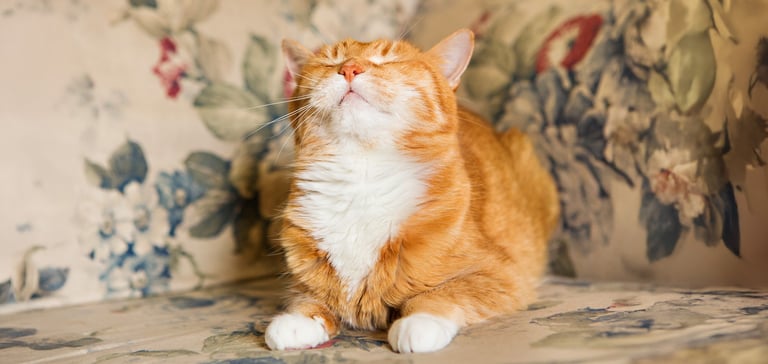 A ginger and white cat sitting on a floral chair.
