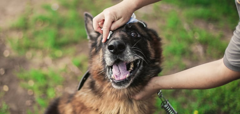 A German Shepherd having his eyes wiped whilst outdoors.