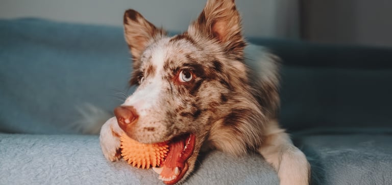Border Collie lying on couch with ball in mouth