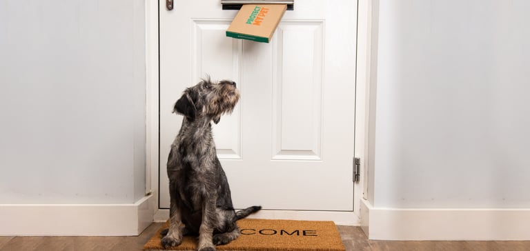 protect my pet promo image showing a dog sitting underneath a letterbox waiting for a delivery