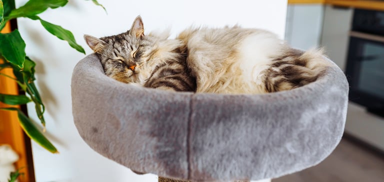 A fluffy cat resting in a tower bed.