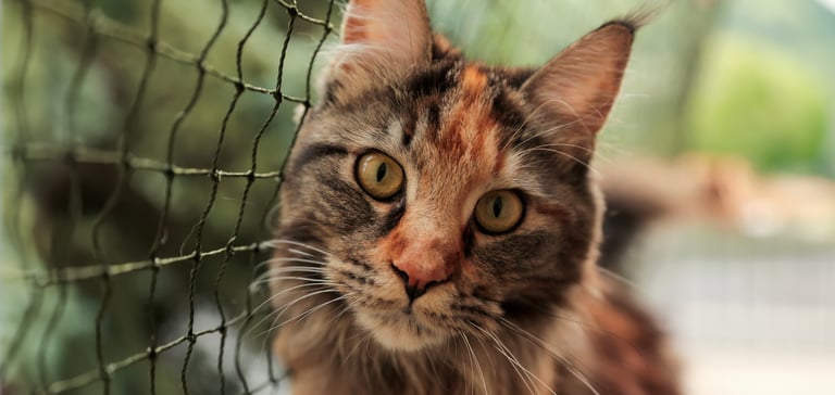 A close up image of a cat sitting next to a net.