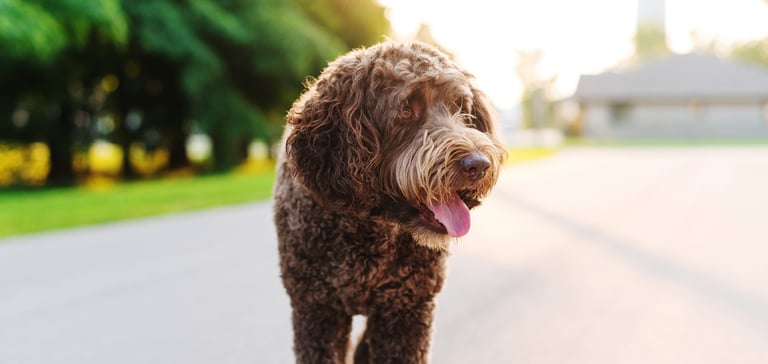 brown labradoodle walking on road