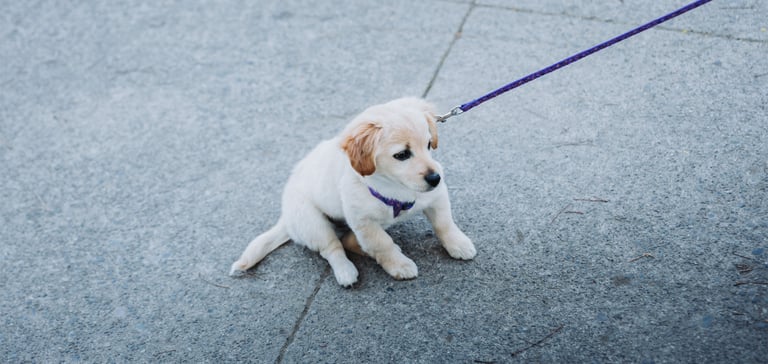 A puppy Labrador who doesn't want to walk on a lead.