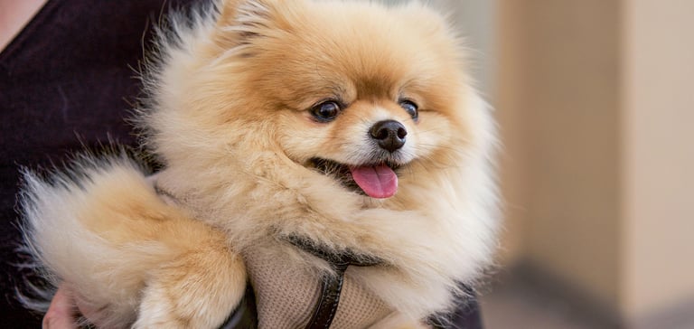 Pomeranian being held by owner with tongue out