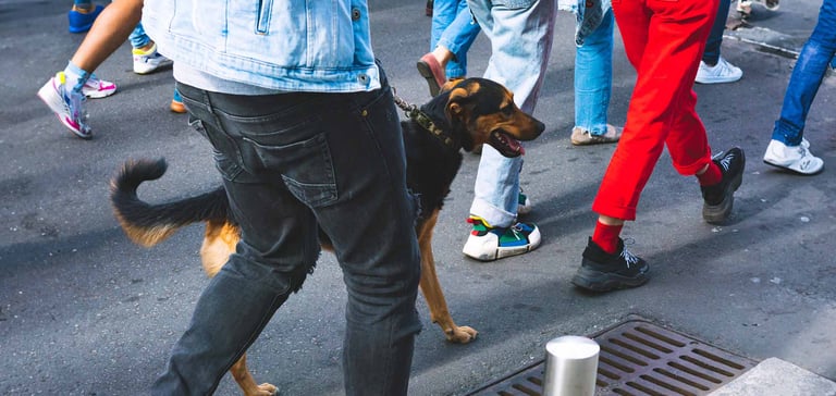 A dog walking in a crowd